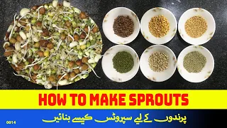 How To Make Sprouts For Birds At Home | Maks Aviary