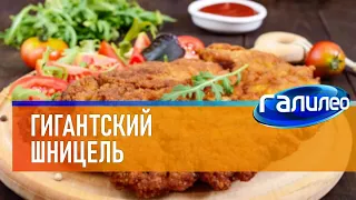 Галилео | Гигантский шницель