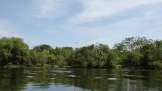 Орлан-крикун (Haliaeetus vocifer). Виктория-Нил, Уганда.