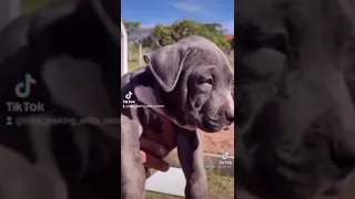 EDIT DE AMERICAN PITBULL TERRIER (ME SALIÓ MUY RÁPIDO) 😅😍🐶