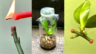 How to Propagate Orchids With Flower Twigs To Grow Small Plants Fast