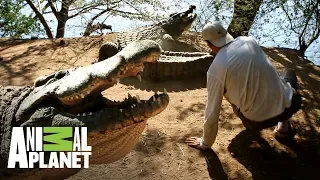 ¡Cocodrilo tira a Frank de un coletazo! | Wild Frank en África | Animal Planet