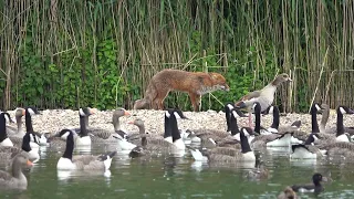 Fox and geese