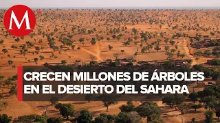 ¡Increíble! Encuentran millones de árboles en el desierto del Sahara