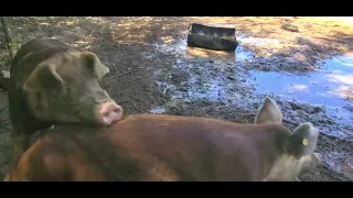 pigs mating (graphic, some may find offensive)(1)