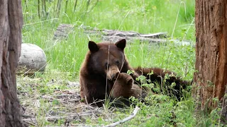 Mama Bear nursing cubs