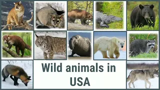 WILD ANIMALS IN USA | Part 1