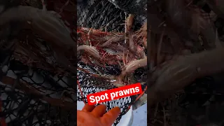 Catching Spot Prawns in Alaska