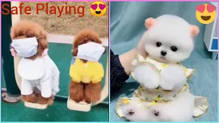 😍 Mini Pomeranian - Funny and Cute Pomeranian Videos #63 - Cute Puppies | Tik Tok chó phốc só