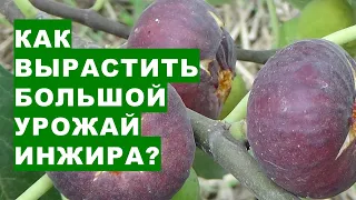 How to grow a large harvest of figs?