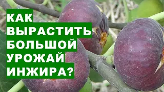 Як виростити великий урожай плодів інжиру?