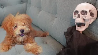 Halloween Prank: Skeleton Scares Puppy!