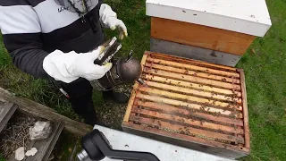 Durchsicht der Bienen bei schlechten Wetter Uncut