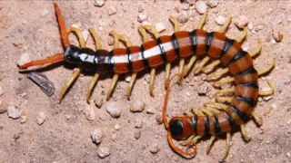 World's Largest Centipedes!  Giant Centipede!  HUGE!  👍👍👍👍