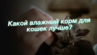 Какой влажный корм для кошек лучше?