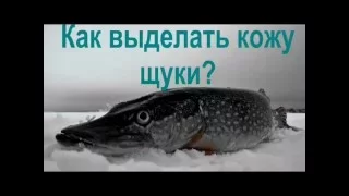 мастер класс: как выделать кожу щуки