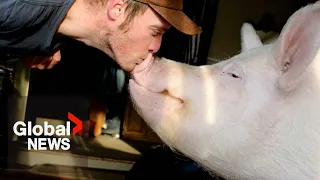 Esther the Wonder Pig dies "peacefully" after spending years cancer-free, Ontario owner says