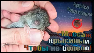 Делаем массаж крысёнку! 🥰 Начал кушать сам. Четвёртый день в приюте. 🐭 (Wild Rats | Дикие Крысы) 🐭