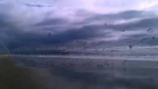 Seagulls swarm
