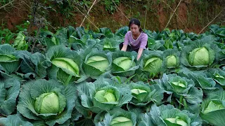 Giant Cabbage I Have Never Seen! Making a Variety of Different Dishes!