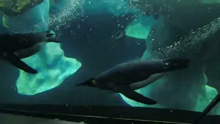 Planet Penguin and Aquarium Loro Parque Tenerife Canary Islands November 2021