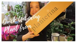 Quick Unboxing Plant  from PLANTERINA