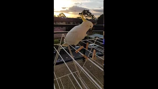 This cockatoo comes with the  sunset...  See why