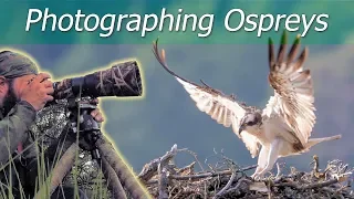 OSPREYS at the Nest | Bird Photography | Nikon Z7 + 500mm f/5.6E PF VR