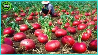 The Most Modern Agriculture Machines That Are At Another Level , How To Harvest Beetroots In Farm