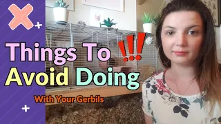 Gerbil Care - Things To Avoid