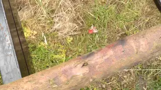 Yew branch for Long Bow making