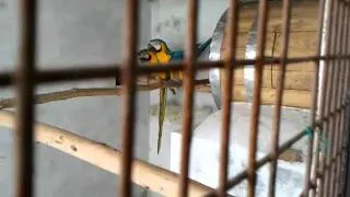 Blue & gold ,Green wing Macaw's in (Preethi Farms)