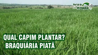 Qual capim plantar?  Braquiária PIATÃ