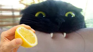 New Funny Animals 2023 😂😍 Funniest Cats and Dogs Videos 😹🐶 Part 17