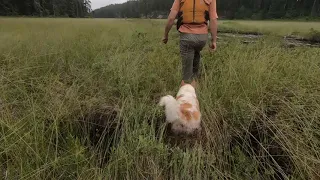 Playing on a Floating Bog July 23 2021 Jinx Lake Ontario