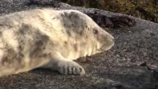 seal pup dalkey island