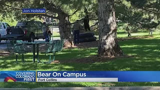 Bear tranquilized, brought down safely after climbing tree on Colorado State University campus