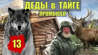 ОДИНОКИЙ ВОЛК и МЕДВЕДЬ   СЛУЧАЙ в ТАЙГЕ ПРОМЫСЕЛ СУДЬБА ОХОТА и РЫБАЛКА ИЗБА ОТШЕЛЬНИК СЕРИАЛ 13