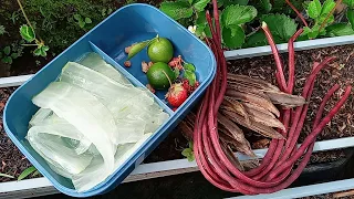 Petik perdana kacang panjang merah di kebun atap rumah || Cara gampang mengolah lidah buaya