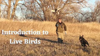 The Best Way to Introduce Your Dog to Live Birds