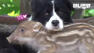 한 남자로 인해 남매가 된 새끼 멧돼지와 보더콜리🤭ㅣBaby Wild Pig That Has Border Collie As Brother From Birth Lol