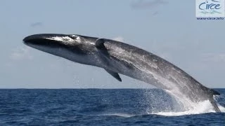 Fin #whale #breaching, #StraitofGibraltar 22/05/2014