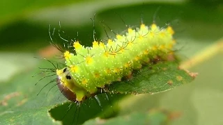 Antheraea pernyi - L1 and L2 caterpillars