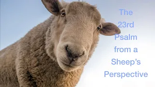 The 23rd Psalm from a Sheep's Perspective
