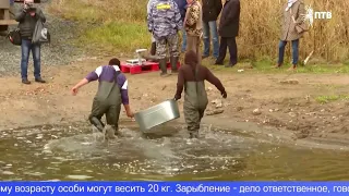 В Волчихинское водохранилище выпустили более 60 тысяч молодых сазанов