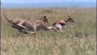 Cheetah chasing gazelle (African Cats)