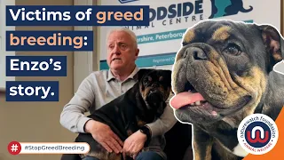 Victims of Greed Breeding: Enzo the Bulldog