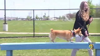 Iowa BIG students build agility equipment for Fairfax dog park