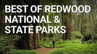 Top Things You NEED To Do In Redwood National Park, California