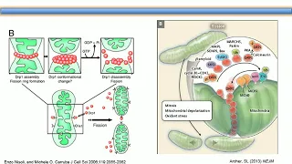 Scott M. Plafker, PhD
 - Mitochondrial Dynamics and AMD